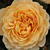 Galben - Trandafir englezesti - Ausgold